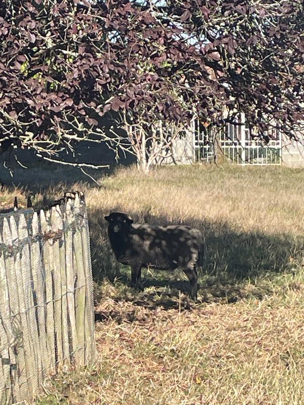 Maison ancienne - 270 m² - 7 pièces