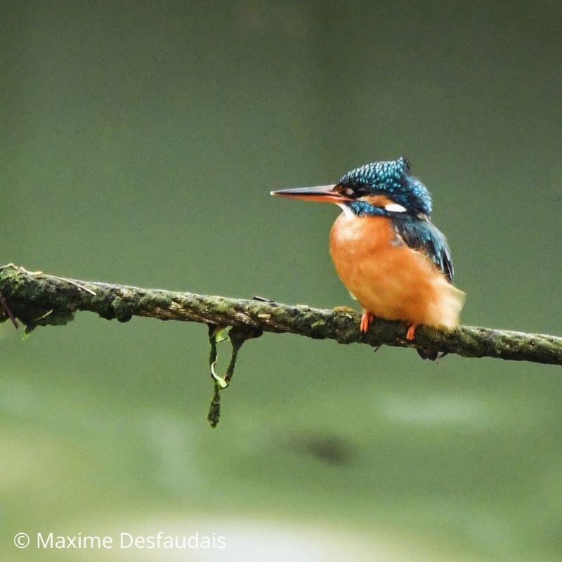 Rencontre avec Jocelyn Desmares, ornithologue
