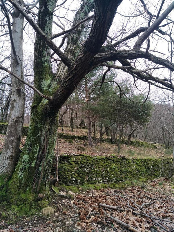 Terrain agricole - 12 330 m²