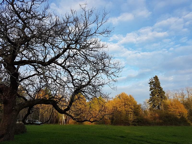 Etat(s) des lieux au jardin d'hélys-oeuvre