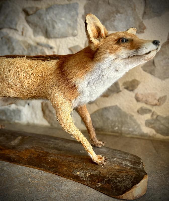 Rdv sciences : la taxidermie, c'est trippant
