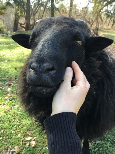 Anigarde services animaliers