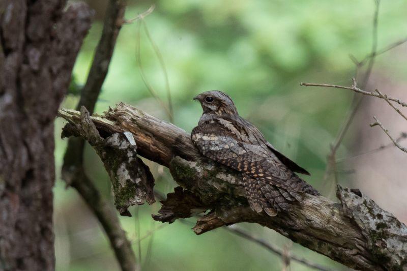 Le crépuscule de l'engoulevent