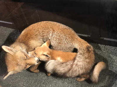 Visites flash contée : "Le premier hiver de Renardo" (vacances d'hiver)