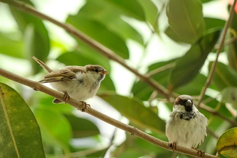 Recherche et observation des oiseaux