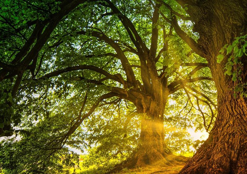 Atelier “Fresque de la biodiversité ”