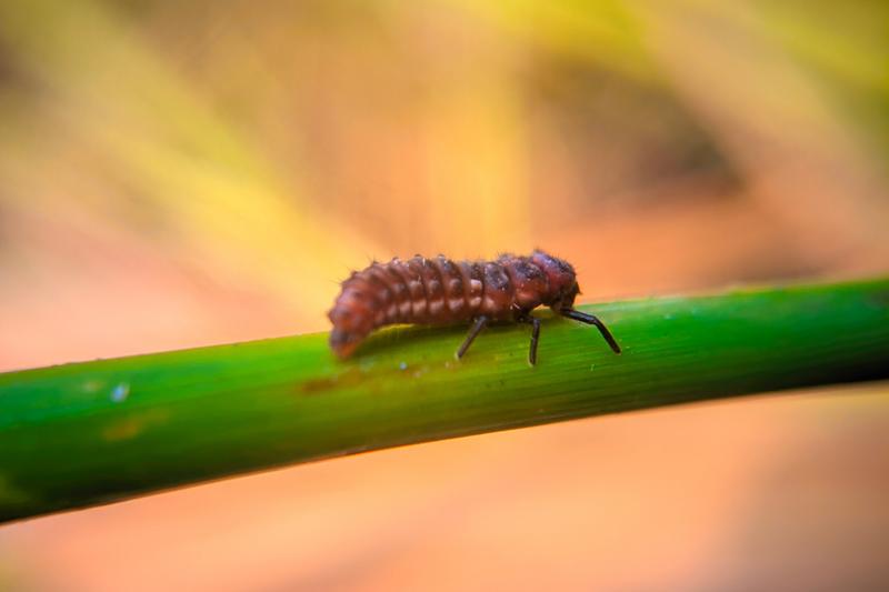 Initiation : gérer les ravageurs et maladies au potager