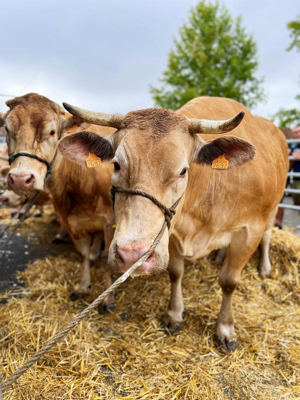 Fête de la Blonde d'Aquitaine