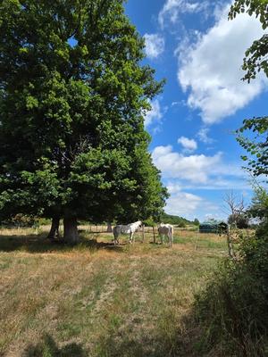 Haras - 130 m² - 7 pièces