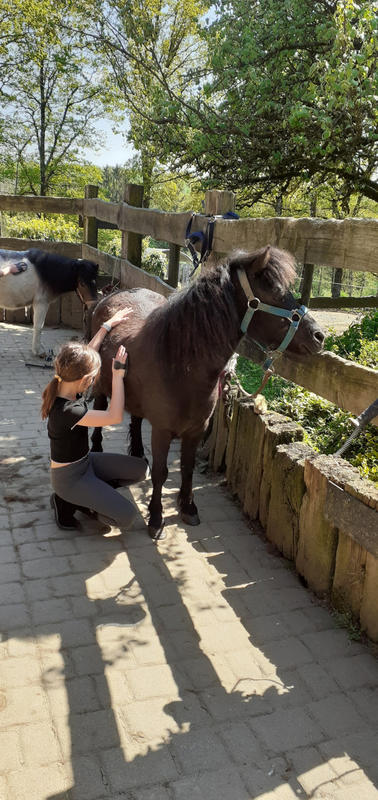 Balade à poney ou à cheval