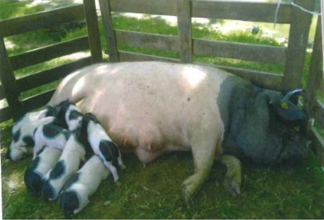 Repas gastronomique autour du cochon Cul Noir