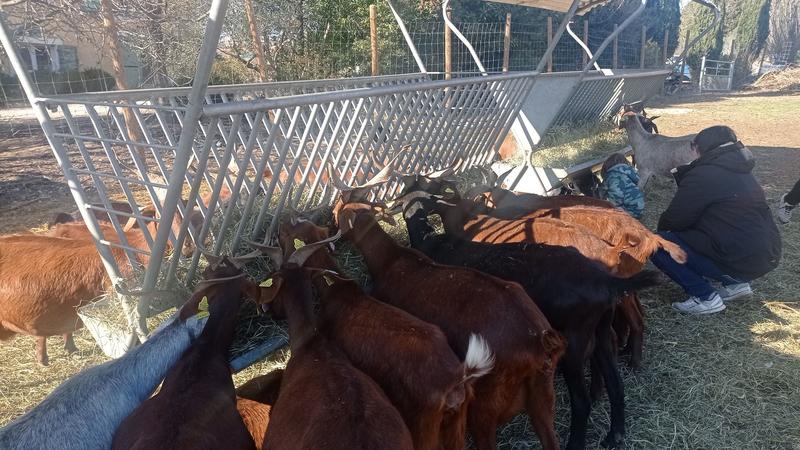 De la traite à l'assiette : une journée à la ferme