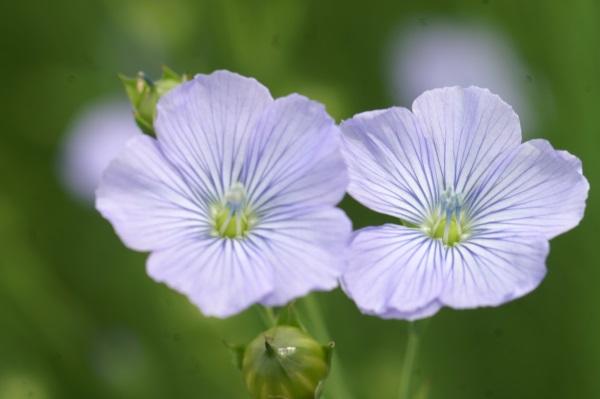 Visite découverte du village du lin