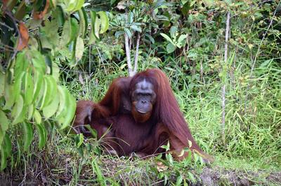 Exposition de photographies : Orang-outang, l’homme de la forêt