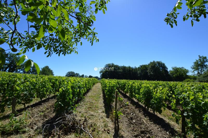 Propriété viticole - 390 m² - 9 pièces