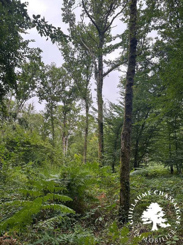 Terrain - 91 647 m²