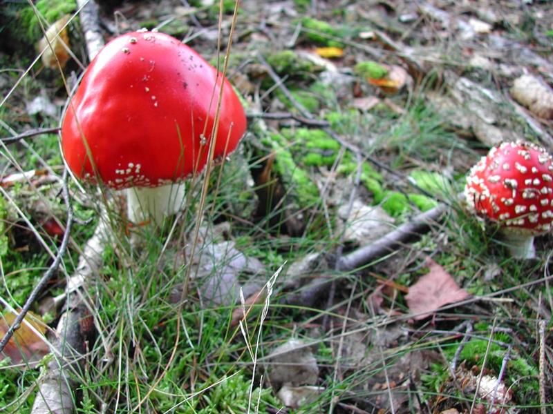 Initiation et découverte des champignons