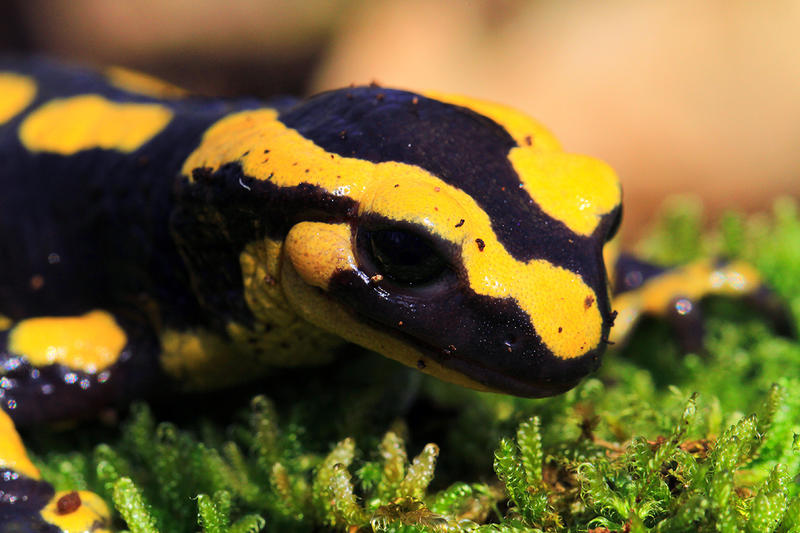 Forêt d'Eperlecques - a la recherche de la salamandre