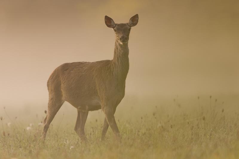 Exposition de la Maison de Loire : les yeux dans les yeux