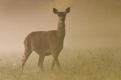 Exposition de la Maison de Loire : les yeux dans les yeux