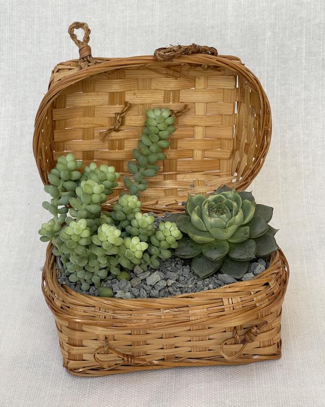 Composition de plantes grasses