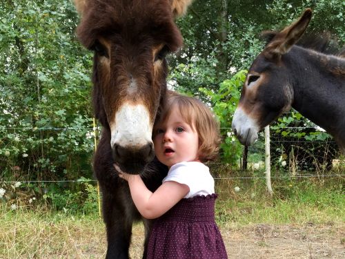 Les Ânes de la Rêverie