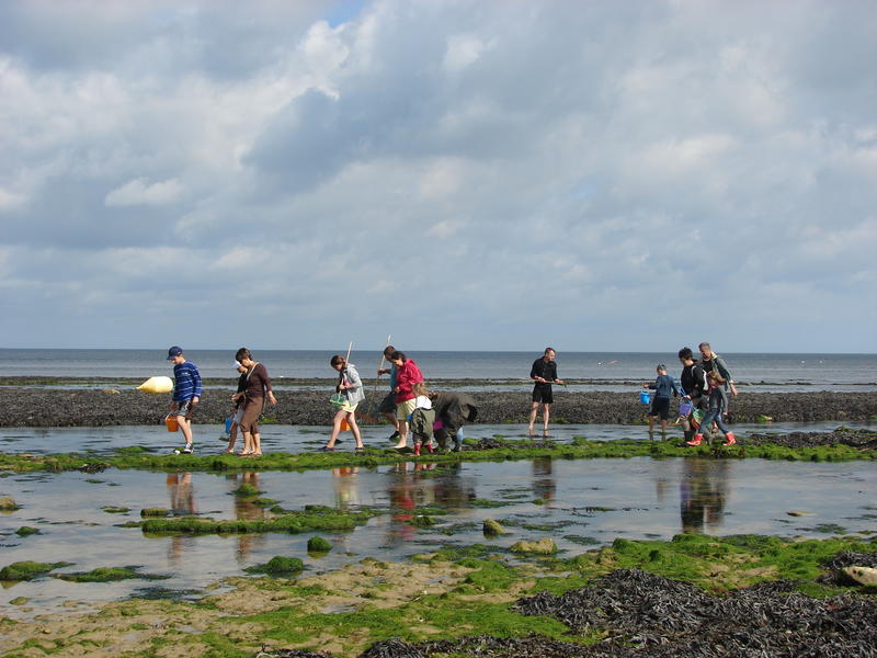 Atelier familles "A vos épuisettes ! découverte des trésors du littoral"