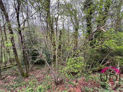 Terrain - 31 689 m²