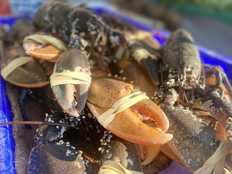 Marché des Jacobins - le Mans