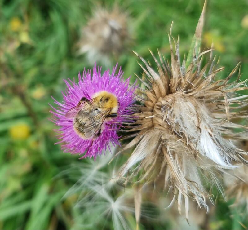 Randonnée à la découverte des plantes sauvages