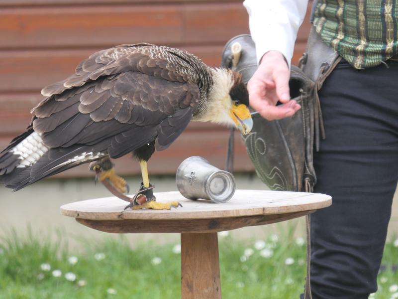 Fête des rapaces et "Spectacle de fauconnerie" à Terres d'Oiseaux