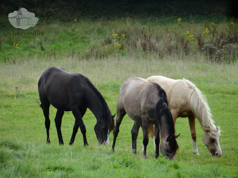 Propriété - 290 m² - 13 pièces