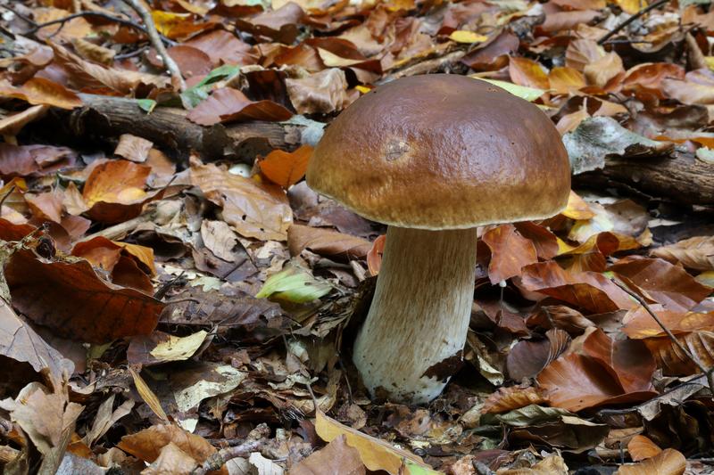 Sortie connaitre et reconnaitre les champignons