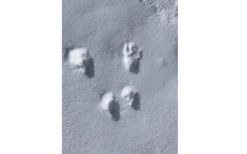 Sortie accompagnée Mendi Gaiak : balade "petit trappeur" à Iraty