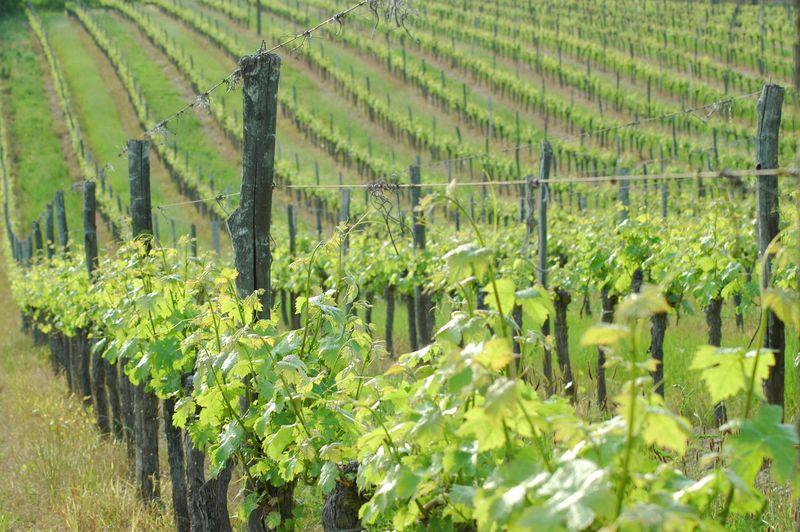 Vigne et vin découverte | Domaine du Siorac