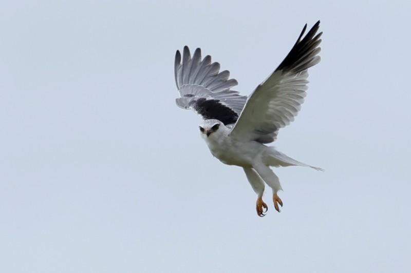 Conférence : Elanions blancs