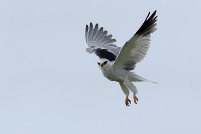 Conférence : Elanions blancs