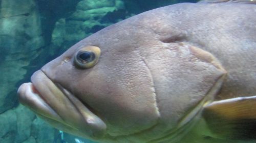 Aquarium de Paris Cinéaqua