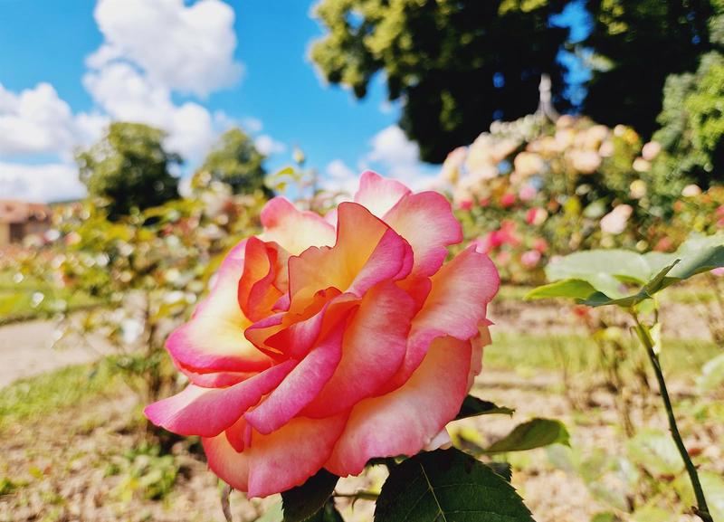 Visite guidée - Roseraie
