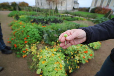 Conseils de jardinage