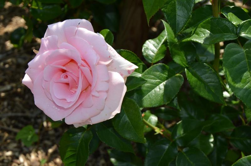 Taille et démonstration de taille sur rosiers