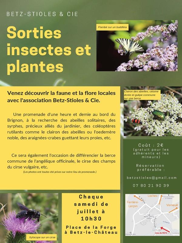 Sortie Insectes et Plantes