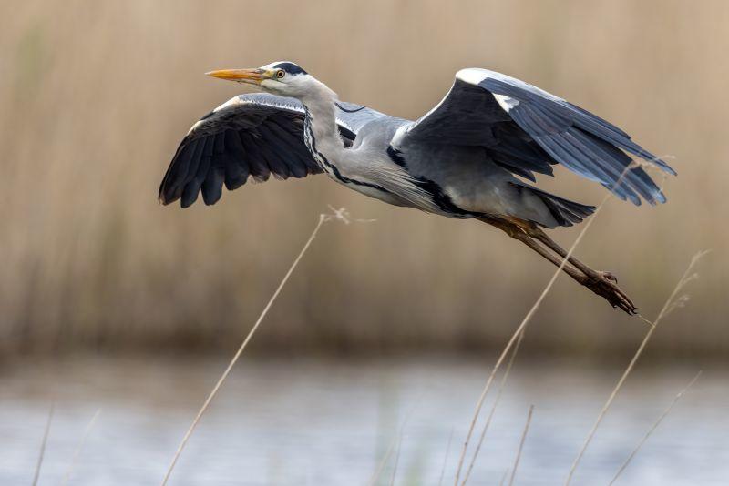 Visites nature au bord du Cher par la Ligue de Protection des Oiseaux