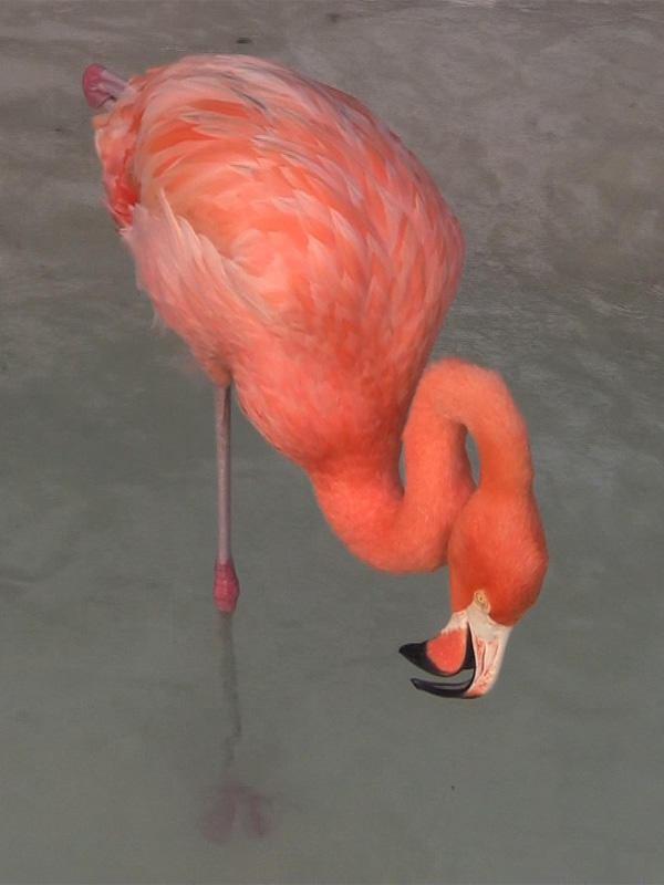 Projection Laure Prouvost &quot;Dit Peur&quot;