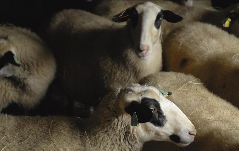 Plantes et Cie : marche avec les brebis à Gorses
