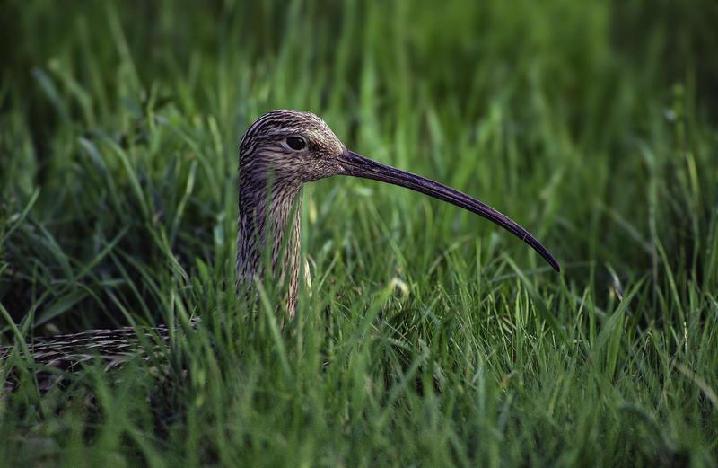 Cluedo : mais où est passé le courlis ?