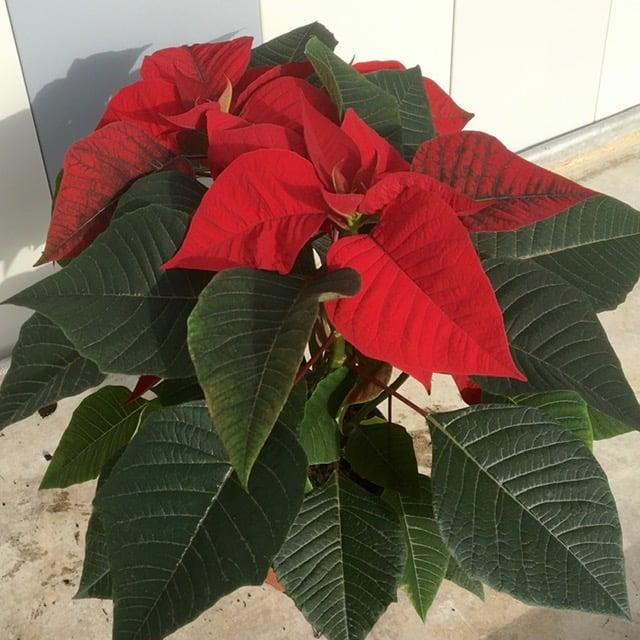 Les serres de la Frondaie