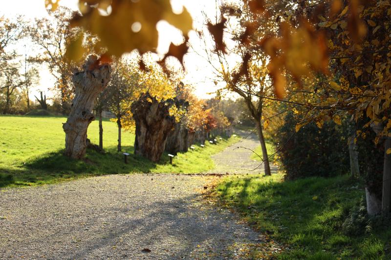 Formation taille et création de trognes à Boursay