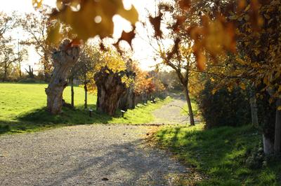 Formation taille et création de trognes à Boursay