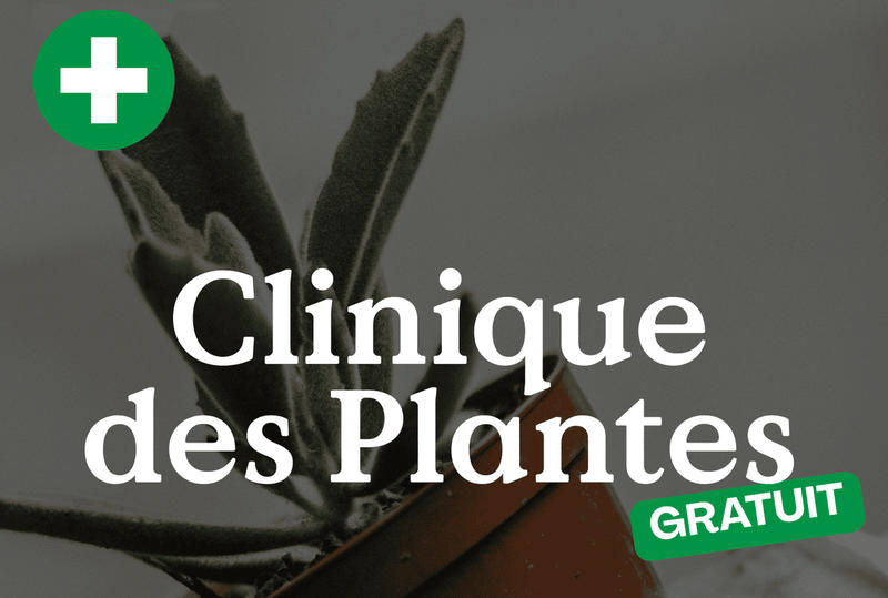 Clinique des Plantes